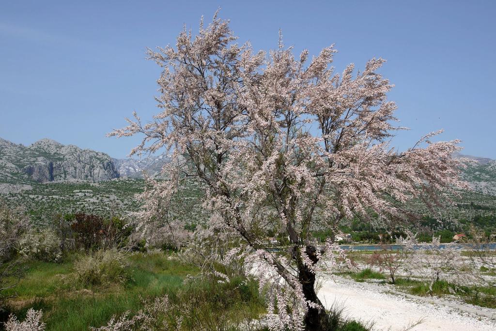 Paklenica Sport Apartments Starigrad Paklenica Bagian luar foto
